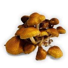MUSHROOM CHESTNUT PENNYFIELD 8OZ