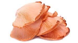 ISLAND OYSTER MUSHROOM 8OZ