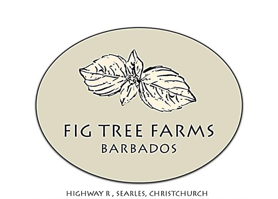 FIG TREE FARMS DUCK EGGS 6PK