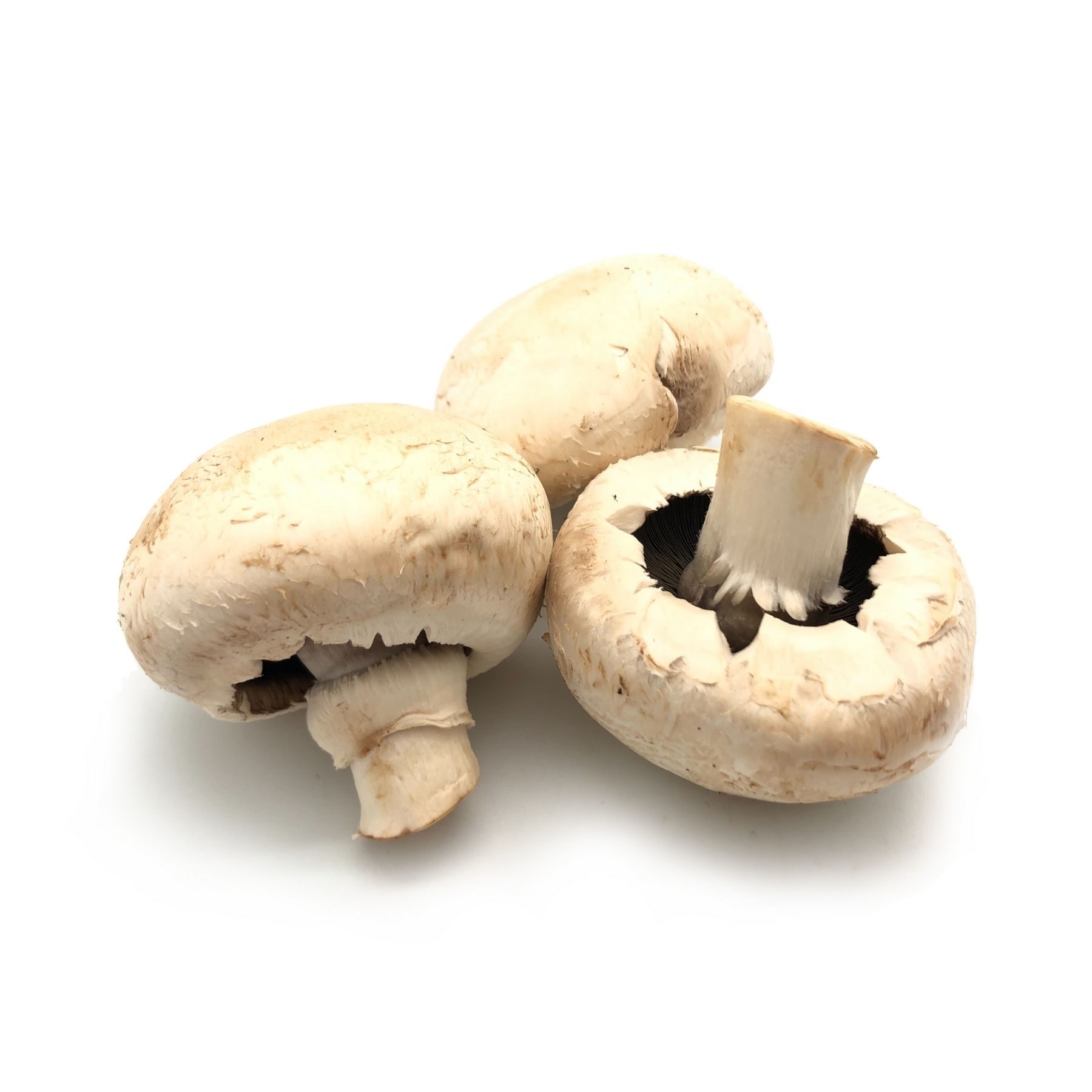 MUSHROOM WHITE 8OZ FRESH