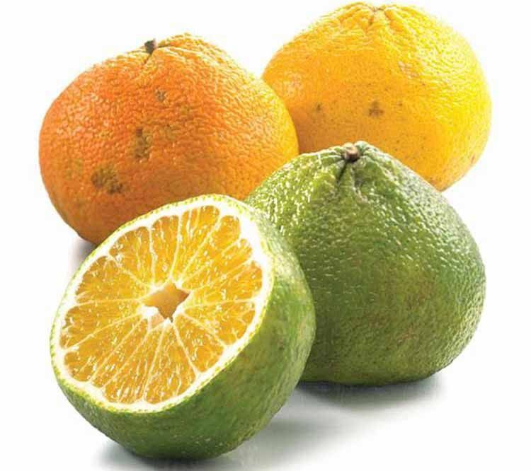 ORANGE JAMAICAN EACH